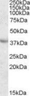 Apolipoprotein A5 antibody, GTX88628, GeneTex, Western Blot image 