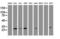 BCL10 Immune Signaling Adaptor antibody, LS-C175310, Lifespan Biosciences, Western Blot image 