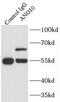 Anoctamin 10 antibody, FNab00441, FineTest, Immunoprecipitation image 