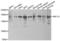 Structural Maintenance Of Chromosomes 1A antibody, LS-C346184, Lifespan Biosciences, Western Blot image 