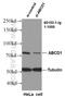 ABCD1 antibody, 60153-1-Ig, Proteintech Group, Western Blot image 