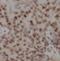 DGCR8 Microprocessor Complex Subunit antibody, FNab02351, FineTest, Immunohistochemistry frozen image 