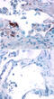 Angiopoietin-4 antibody, AF964, R&D Systems, Immunohistochemistry paraffin image 
