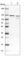 DEAD-Box Helicase 42 antibody, HPA023571, Atlas Antibodies, Western Blot image 