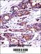 Nucleophosmin 1 antibody, 61-535, ProSci, Immunohistochemistry paraffin image 