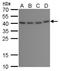 BRISC And BRCA1 A Complex Member 1 antibody, NBP2-43621, Novus Biologicals, Western Blot image 