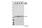 Myosin Heavy Chain 9 antibody, 14611S, Cell Signaling Technology, Western Blot image 