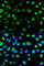 Glycophorin C (Gerbich Blood Group) antibody, A1232, ABclonal Technology, Immunofluorescence image 