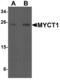 MYC Target 1 antibody, MBS153607, MyBioSource, Western Blot image 