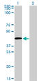 Complement C5a Receptor 1 antibody, LS-C196785, Lifespan Biosciences, Western Blot image 