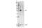 NFKB Inhibitor Alpha antibody, 9242L, Cell Signaling Technology, Western Blot image 