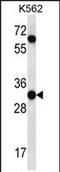 Peptidase Inhibitor 15 antibody, PA5-71805, Invitrogen Antibodies, Western Blot image 