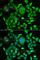 Retinol Binding Protein 3 antibody, A6403, ABclonal Technology, Immunofluorescence image 