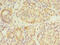 Glypican 4 antibody, CSB-PA009706LA01HU, Cusabio, Immunohistochemistry frozen image 