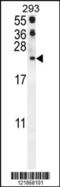 C-C Motif Chemokine Ligand 21 antibody, 55-050, ProSci, Western Blot image 