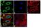 Erk1 antibody, MA1-13041, Invitrogen Antibodies, Immunofluorescence image 