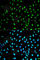 Neutrophil Cytosolic Factor 2 antibody, A1178, ABclonal Technology, Immunofluorescence image 