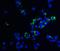 Mucin-9 antibody, A07911, Boster Biological Technology, Immunofluorescence image 