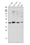 Muscleblind Like Splicing Regulator 1 antibody, A02309-1, Boster Biological Technology, Western Blot image 