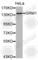 Glutamate Metabotropic Receptor 1 antibody, A2963, ABclonal Technology, Western Blot image 