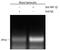 Forkhead Box A2 antibody, AF2400, R&D Systems, Chromatin Immunoprecipitation image 