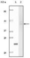 DANCE antibody, NBP1-47496, Novus Biologicals, Western Blot image 