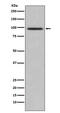 Tax1 Binding Protein 1 antibody, M04336, Boster Biological Technology, Western Blot image 