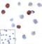 T Cell Immunoreceptor With Ig And ITIM Domains antibody, RF16058, ProSci, Immunocytochemistry image 