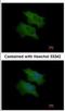 Complement Factor H Related 1 antibody, NBP2-15868, Novus Biologicals, Immunocytochemistry image 
