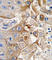 Cytochrome P450 Family 2 Subfamily W Member 1 antibody, abx033684, Abbexa, Western Blot image 