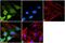 Atypical Chemokine Receptor 3 antibody, PA3-069, Invitrogen Antibodies, Immunofluorescence image 