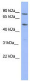 Tripartite Motif Containing 10 antibody, TA337300, Origene, Western Blot image 