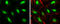 PHD Finger Protein 10 antibody, GTX116314, GeneTex, Immunocytochemistry image 