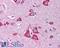 Kallikrein Related Peptidase 5 antibody, LS-B525, Lifespan Biosciences, Immunohistochemistry frozen image 