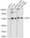 Complement C3a Receptor 1 antibody, 22-157, ProSci, Western Blot image 