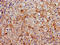 Squalene synthase antibody, CSB-PA008562LA01HU, Cusabio, Immunohistochemistry frozen image 