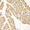 Kynureninase antibody, GTX33291, GeneTex, Immunohistochemistry paraffin image 