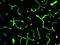 Collagen Type IV Alpha 1 Chain antibody, NB120-6586, Novus Biologicals, Immunohistochemistry frozen image 
