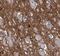 Non-A beta component of AD amyloid antibody, FNab00345, FineTest, Immunohistochemistry paraffin image 