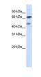 Forkhead box protein P4 antibody, orb330081, Biorbyt, Western Blot image 
