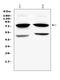 COX2 antibody, PA1211, Boster Biological Technology, Western Blot image 
