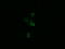 TSC22 Domain Family Member 3 antibody, M03078, Boster Biological Technology, Immunofluorescence image 