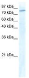 General Transcription Factor IIIC Subunit 3 antibody, TA339449, Origene, Western Blot image 