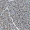 Transmembrane 9 superfamily member 2 antibody, NBP1-80958, Novus Biologicals, Immunohistochemistry frozen image 