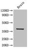 Interleukin 12B antibody, LS-C211707, Lifespan Biosciences, Western Blot image 