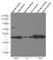 F-actin-capping protein subunit alpha-1 antibody, 66066-1-Ig, Proteintech Group, Western Blot image 