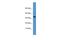 Apolipoprotein F antibody, PA5-69155, Invitrogen Antibodies, Western Blot image 