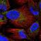  antibody, NBP2-56779, Novus Biologicals, Immunofluorescence image 