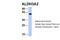 Aldehyde Dehydrogenase 3 Family Member A2 antibody, NBP1-59679, Novus Biologicals, Western Blot image 