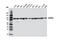 Heat Shock Protein 90 Alpha Family Class A Member 1 antibody, 8165S, Cell Signaling Technology, Western Blot image 